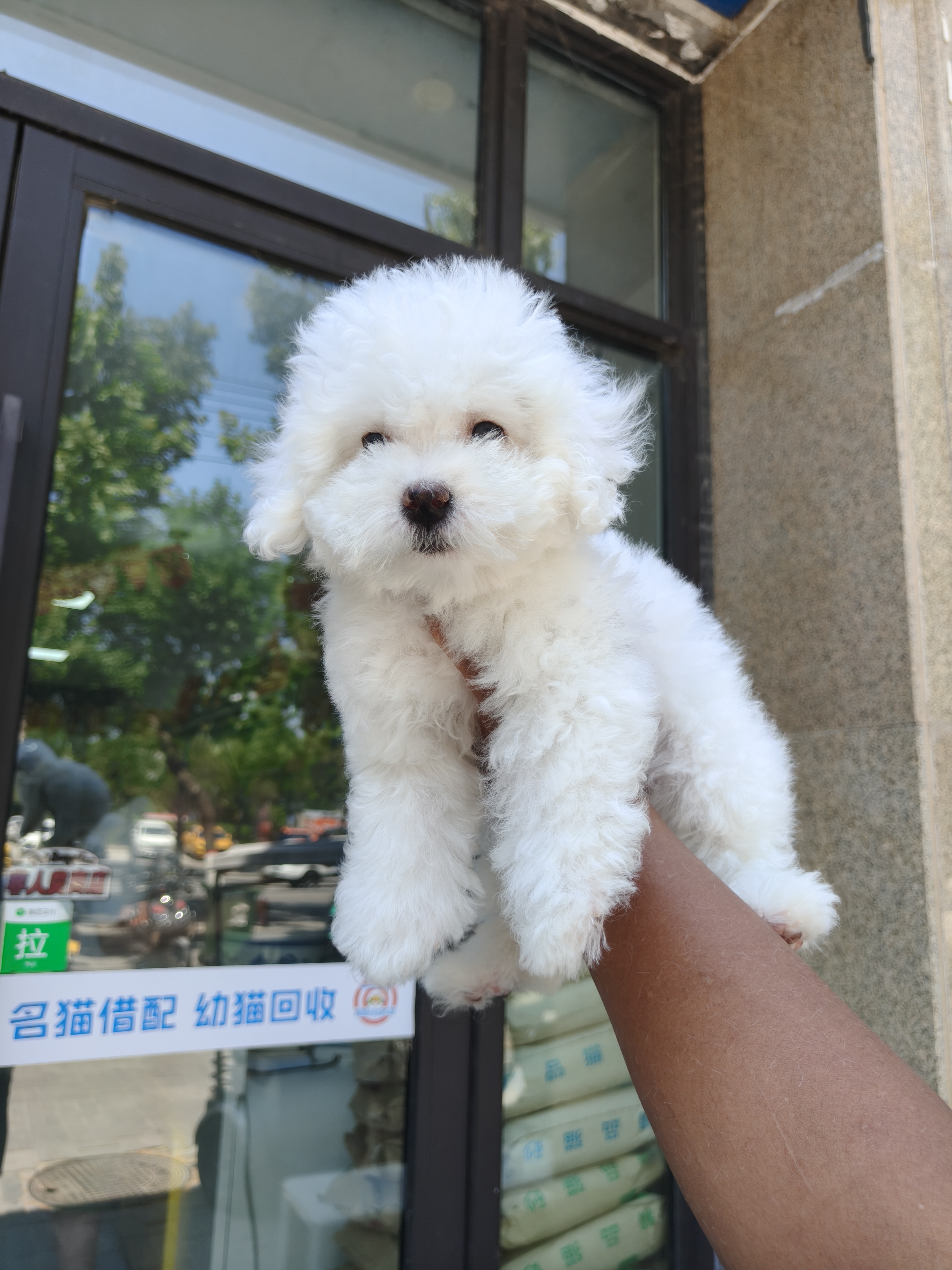 比熊弟弟，三个月疫苗齐全，全款888